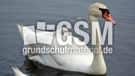 Höckerschwanküken (19).jpg